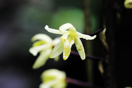 เอื้องแฝงภู Aphyllorchis montana Rchb.f.<br/>ORCHIDACEAE